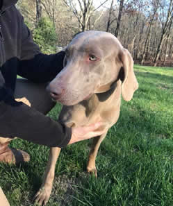 Adult Female: Valda