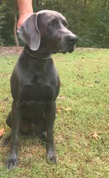 Winston