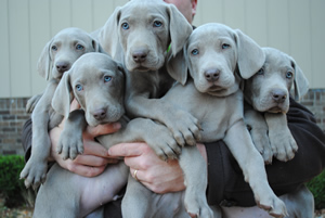 silver weimaraner puppies