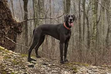 Vixens Puppy Olive