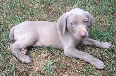 silver weimaraner puppies