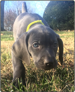 Weims are such cute puppies!