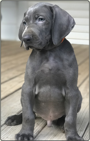 Weims make friendly pets!